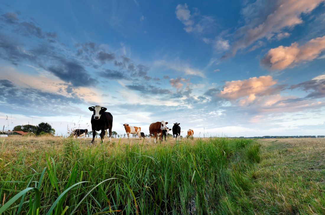 Ondermijning steeds groter probleem bij boeren en tuinders