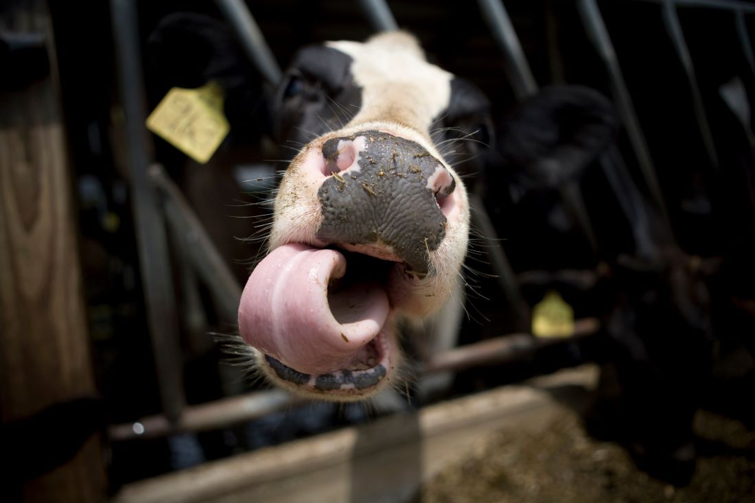 Nieuwe Brabantse Zorgvuldigheidsscore Veehouderij