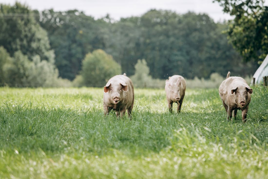 Geen nieuwe varkensstallen Oirschot