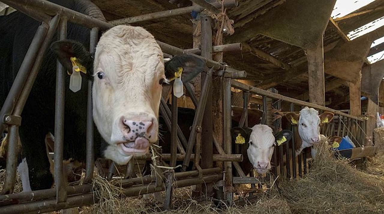 Melk- en kalverhouders krijgen extra tijd voor stalverduurzaming