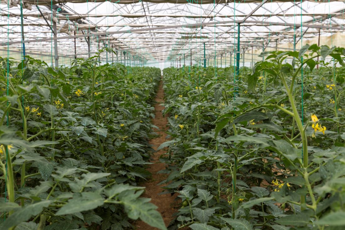 Provincie DDAG project Tomatoworld