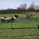 WijBusinessNieuws_Provincie roept op gebruik subsidie voor bescherming tegen de wolf