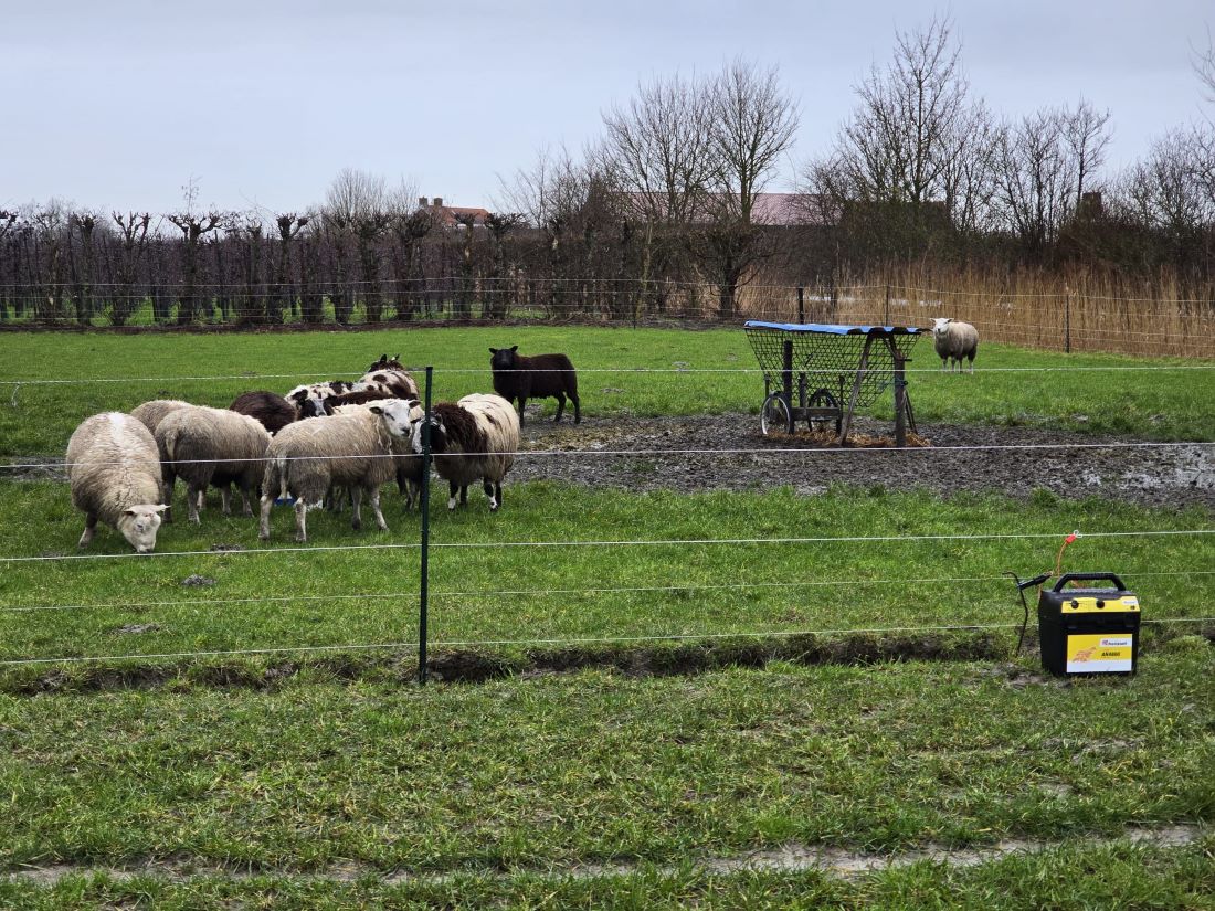 WijBusinessNieuws_Provincie roept op gebruik subsidie voor bescherming tegen de wolf