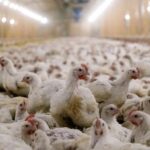 Rabobank aangeklaagd voor dierenleed