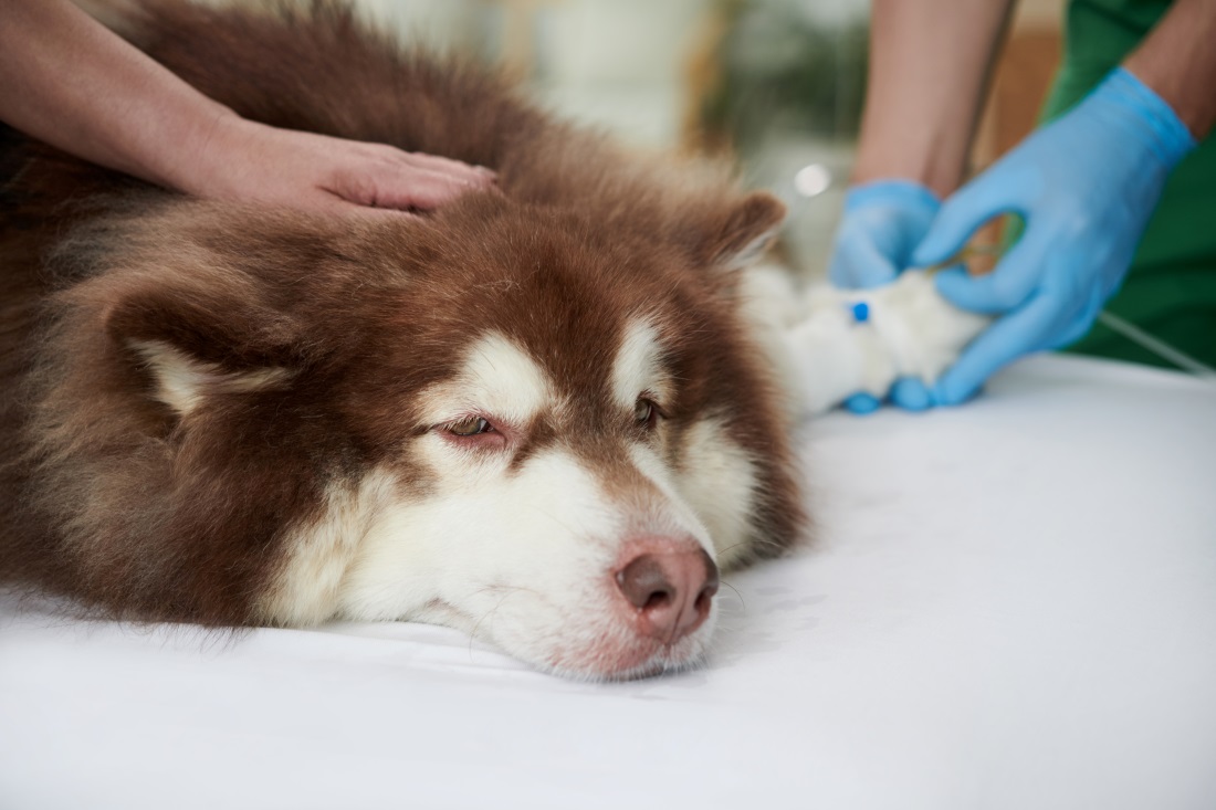 WijBusinessNieuws_Figo Pet Insurance start partnership met OpGroen
