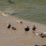 CBS brengt waddenzee data samen voor nieuw natuurbeleid