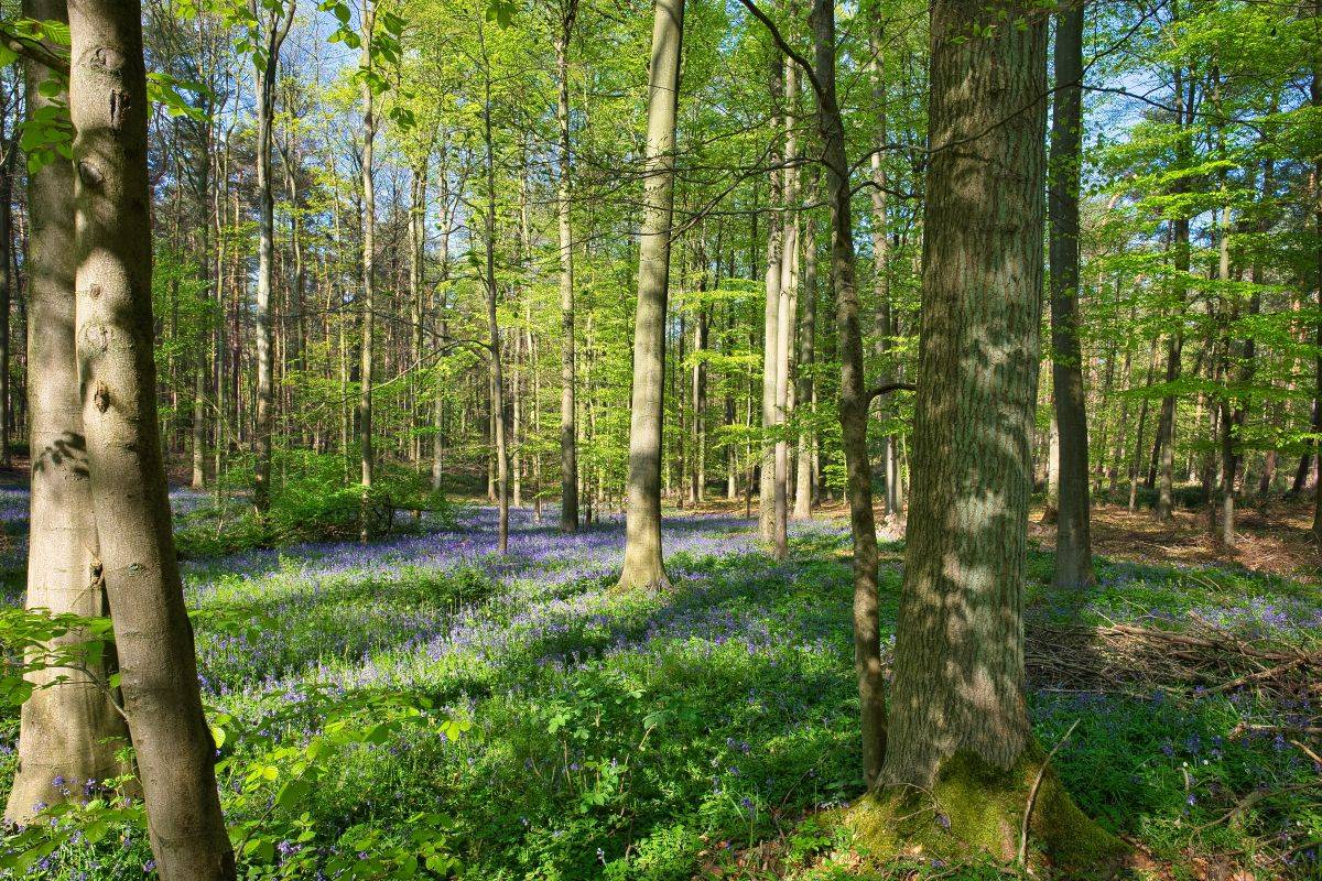 Voedselbossen landbouw vertienvoudigen in vijf jaar tijd