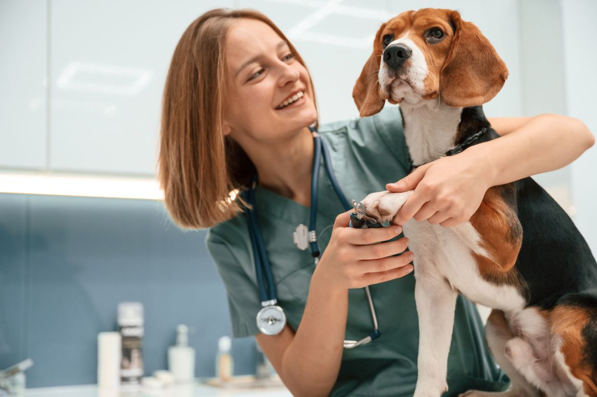 Dierenarts lanceert landelijke cadeaukaart voor betaalbare huisdierverzorging