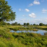 Ecologische Autoriteit: Gelderland moet natuurherstel beter onderbouwen