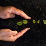 Brabantse akkerbouwer wint Agrifoodpluim met bodemgerichte teelt
