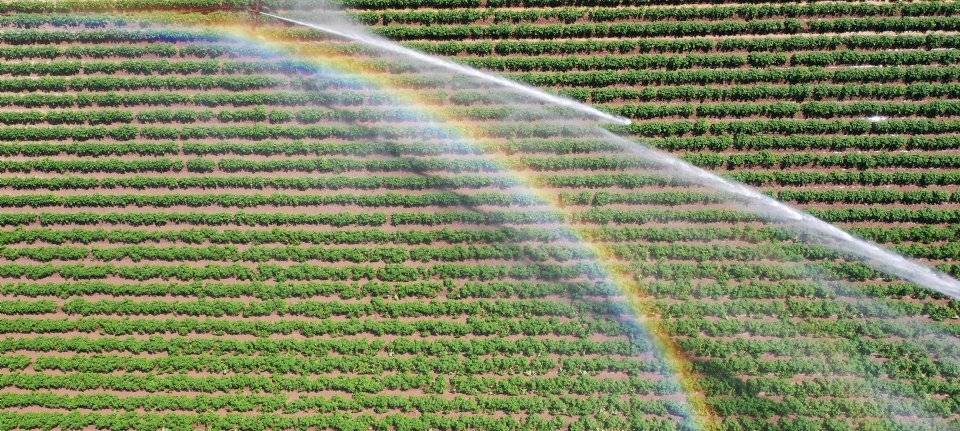 Droogte en kleinere oogst stuwen aardappelprijzen omhoog