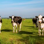 WijBusinessNieuws_Stikstofuitstoot melkveehouderij Noord-Holland daalt met 18 procent