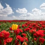 WijBusinessNieuws_Mark Helderman (ONHN), Ondernemers moeten elkaar weten te vinden