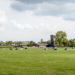 Noord-Hollandse melkveehouders krijgen gratis stikstofcoaching