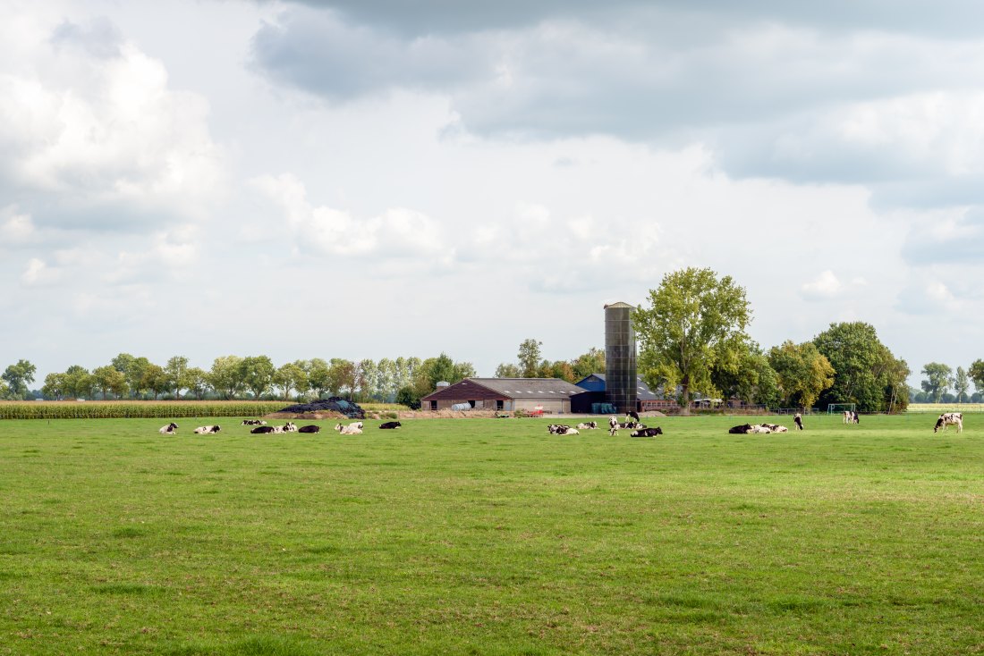 Noord-Hollandse melkveehouders krijgen gratis stikstofcoaching