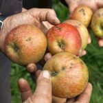 Fruitteler roept consumenten op: pluk 400.000 kilo hagelschade appels