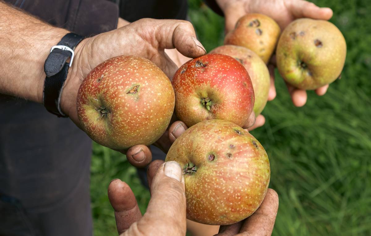 Fruitteler roept consumenten op: pluk 400.000 kilo hagelschade appels