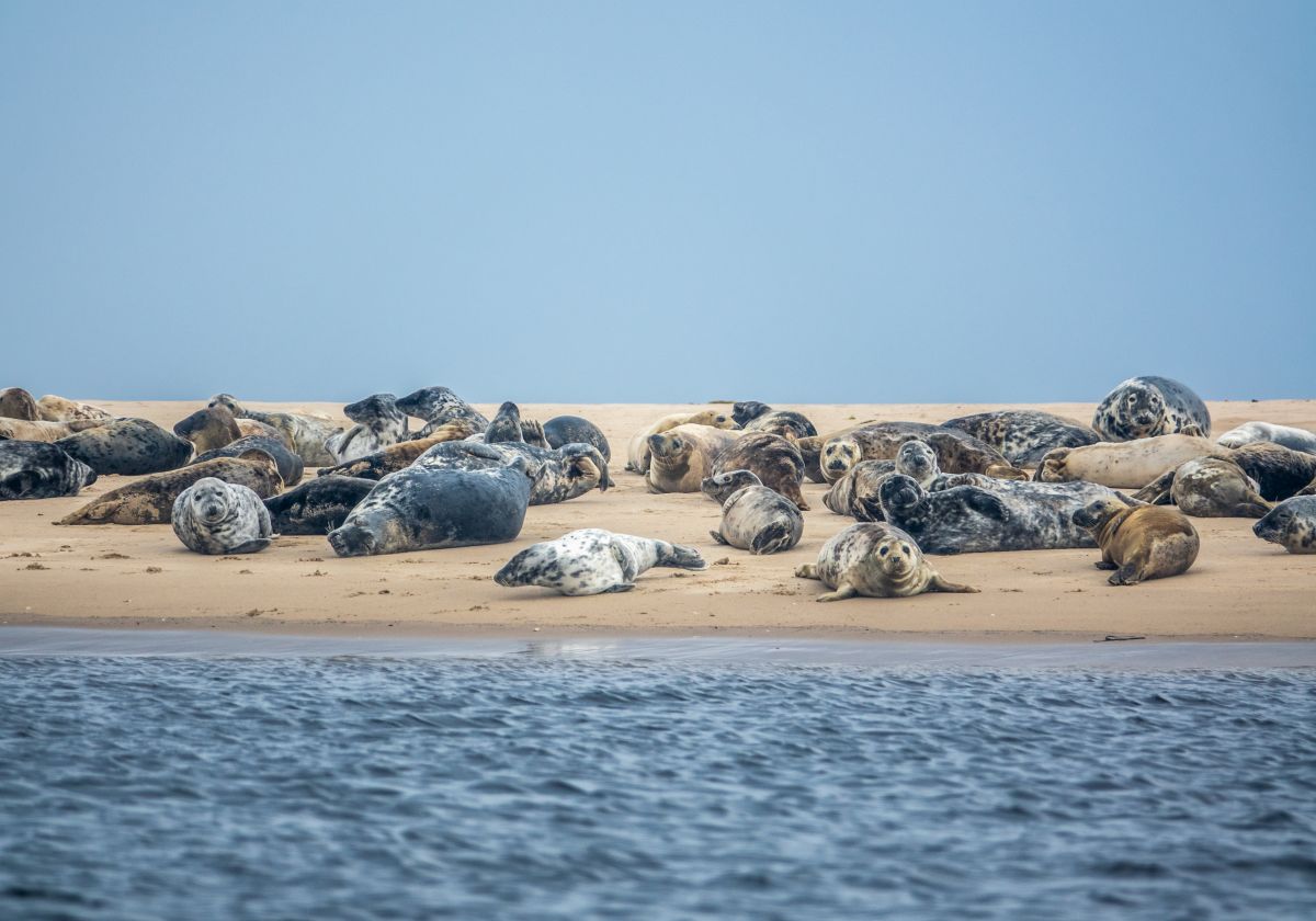 Waddenregio ontvangt 56 miljoen voor leefbaarheid en natuur