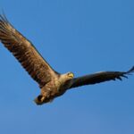 Natuurmonumenten hervat werkzaamheden Schil Naardermeer