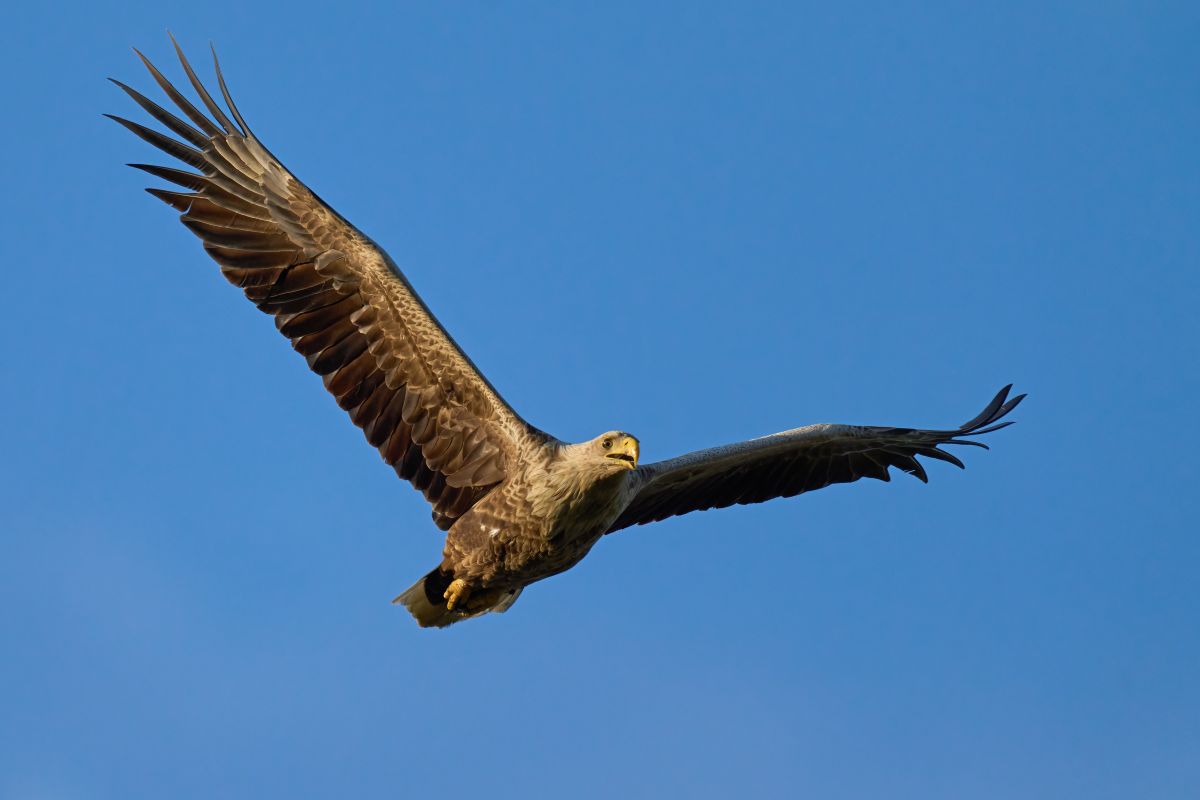 Natuurmonumenten hervat werkzaamheden Schil Naardermeer