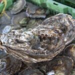 Zeeuwse streekproducenten gehuldigd tijdens Week van ons Eten
