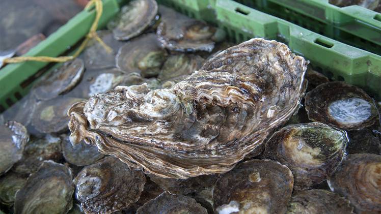 Zeeuwse streekproducenten gehuldigd tijdens Week van ons Eten
