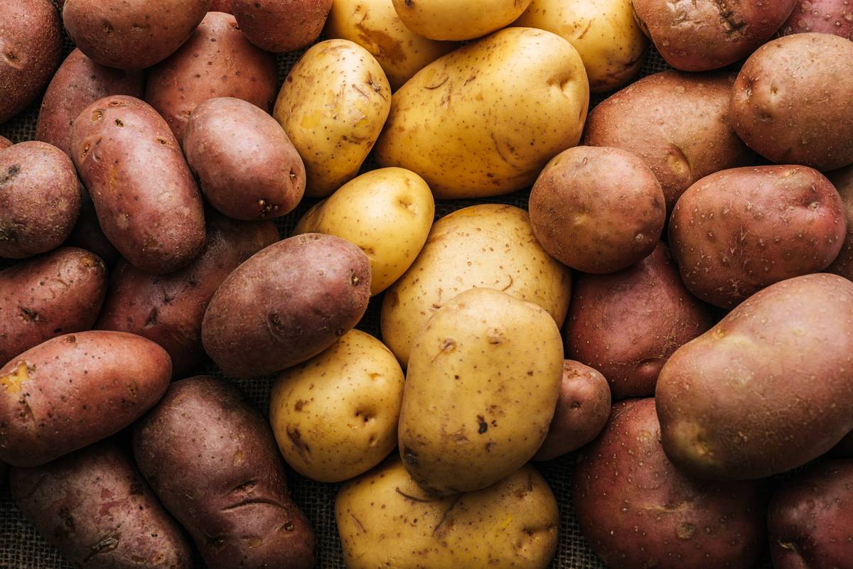 Oogst aardappelen en zaaiuien 15 tot 17 procent lager dan een jaar eerder