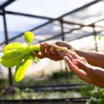 Provincie Limburg investeert 2 miljoen in natuurinclusieve landbouw